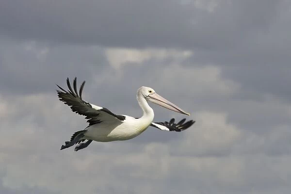 Australian Pelican - In flight - Noosaville, Sunshine Coast, Queensland, Australia