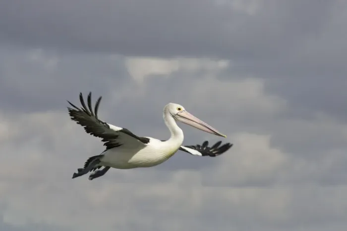 Framed Print : Australian Pelican - In flight - Noosaville, Sunshine Coast, Queensland, Australia