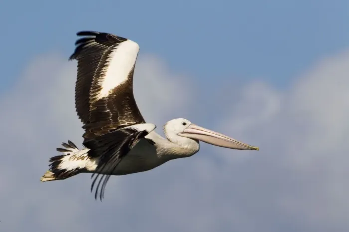 Framed Print : Australian Pelican in flight In Werribee South coastal waters, Victoria, Australia Framed Print : Australian Pelican in flight In Werribee South coastal waters, Victoria, Australia