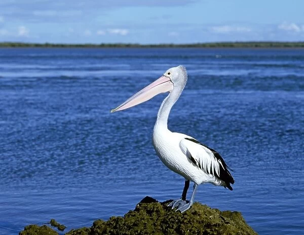 Australian Pelican - On ground - North Head near Hervey Bay, Queensland, Australia JPF34147