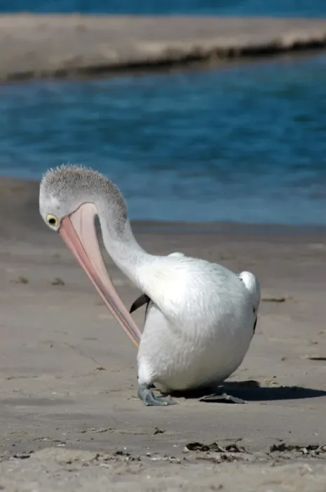 Framed Print : Australian Pelican preening on beach. Common on large and small bodies of water, including temporary desert pools. Longest bird bill. Kalbarri, W. Australia Framed Print : Australian Pelican preening on beach. Common on large and small bodies of water, including temporary desert pools. Longest bird bill. Kalbarri, W. Australia