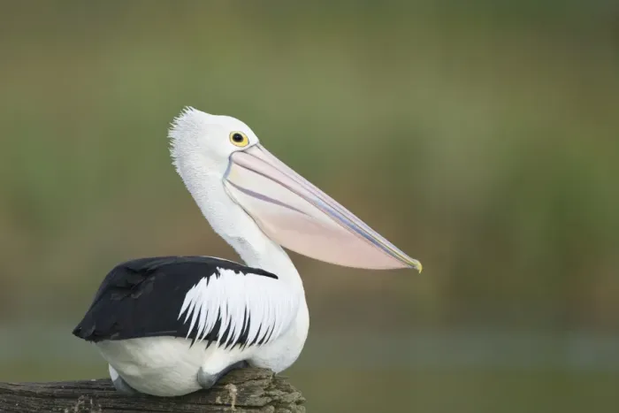 Framed Print : Australian Pelican Sitting on a favourite perch overhanging a freshwater lake. Queensland, Australia Framed Print : Australian Pelican Sitting on a favourite perch overhanging a freshwater lake. Queensland, Australia