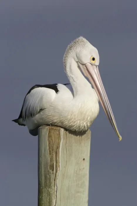 Framed Print : Australian Pelican Sitting on a jetty post in a fishing boat harbour. Noosaville, Sunshine Coast, Queensland, Australia Framed Print : Australian Pelican Sitting on a jetty post in a fishing boat harbour. Noosaville, Sunshine Coast, Queensland, Australia