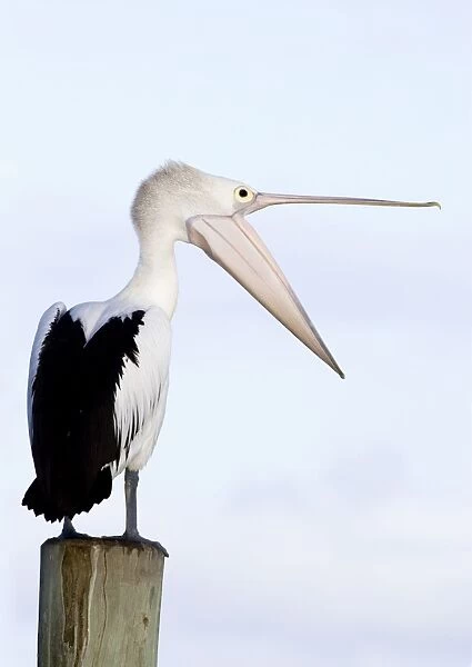Australian Pelican Stretching its neck out and opening its mouth in a wide gape. Noosaville, Sunshine Coast, Queensland, Australia