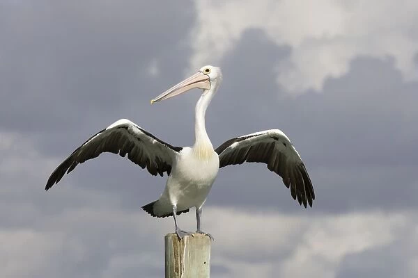 Australian Pelican - Wings outsretched after alighting - Noosaville, Sunshine Coast, Queensland, Australia