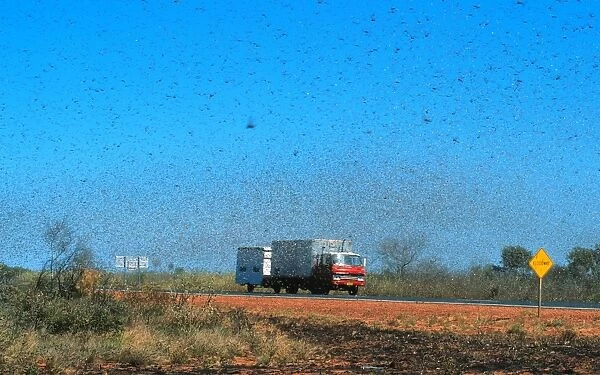 Australian Plague Locust - swarm that took twenty minutes to pass Near Port Hedland, Pilbara region, Western Australia CAR00131