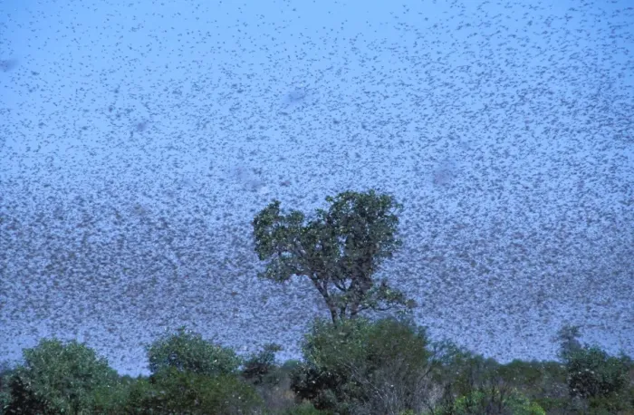 Framed Print : Australian Plague Locust - swarm that took twenty minutes to pass Near Port Hedland, Pilbara region, Western Australia CAR00132 Framed Print : Australian Plague Locust - swarm that took twenty minutes to pass Near Port Hedland, Pilbara region, Western Australia CAR00132