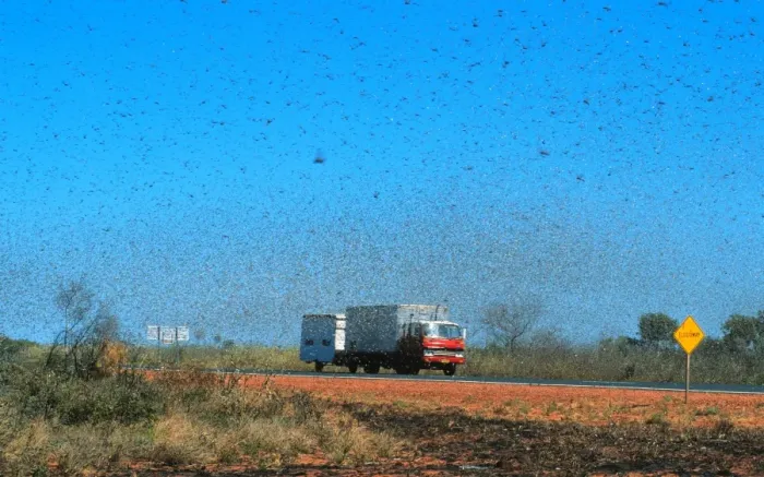 Framed Print : Australian Plague Locust - swarm that took twenty minutes to pass Near Port Hedland, Pilbara region, Western Australia CAR00131