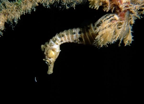 Australian pot-bellied seahorse - juvenile hunting a mysid shrimp, Pirates Bay, Eaglehawk Neck, Tasmania, Australia TED00518