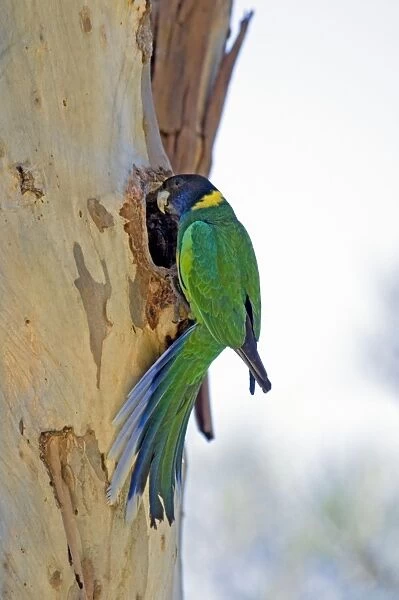 Australian Ringneck  /  Port Lincoln Parrot - at nest entrance in trunk of eucalyptus tree. Common in western, southern and central areas of Australia, inhabiting woodland, mallee and mulga, especially tree-lined watercourses