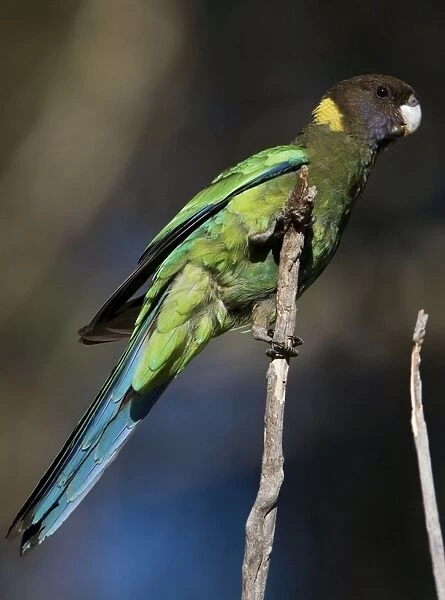 Australian Ringneck  /  Twenty-eight Parrot. This subspecies found only in the south west of Western Australia. Inhabits forests and into well-wooded urban areas of Perth. At Dryandra State Forest