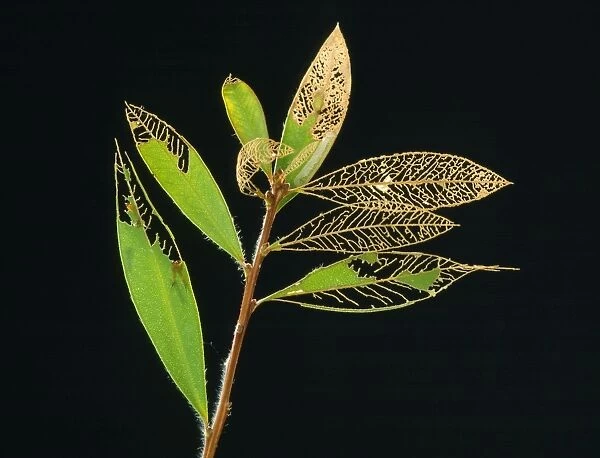 Australian Sawfly - larvae damaging Bottlebrush leaves, defoliation