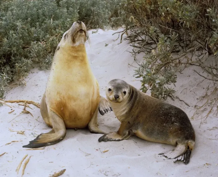 Framed Print : Australian Sea Lion - Mother and pup on sand - Seal Bay Conservation Park, Kangaroo Island, South Australia JPF24090 Framed Print : Australian Sea Lion - Mother and pup on sand - Seal Bay Conservation Park, Kangaroo Island, South Australia JPF24090