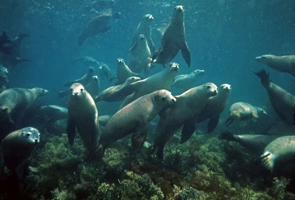 Australian Sealion - The Australian Sealion is the friendliest and most attractive of all Sealions. It is the second rarest Sealion in the world South Australia