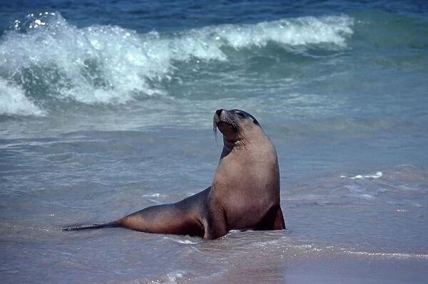Australian Sealion - Bull. These delightful animals are seriously endangered. Used for shark bait until protection in the late 1970s their numbers have continued to decline Kangaroo Island, South Australia