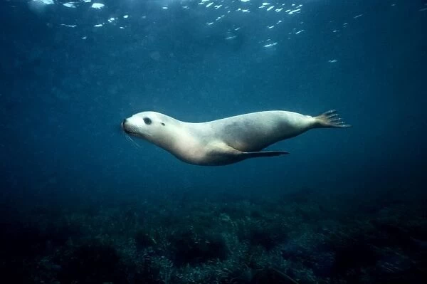 Australian Sealion - These delightful animals are seriously endangered. Used for shark bait until protection in the late 1970s their numbers have continued to decline South Australia