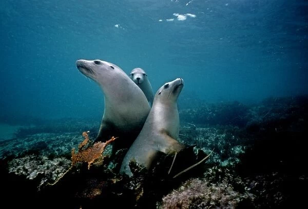 Australian Sealion - It is the friendliest and most attractive of all Sealions. A very inquisitive animal South Australia