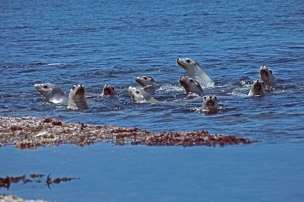Australian Sealions - These delightful animals are seriously endangered. Used for shark bait until protection in the late 1970s their numbers have continued to decline Dangerous Reef, South Australia