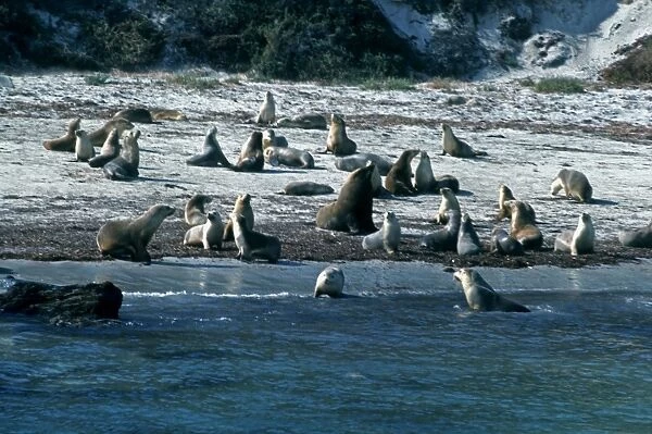 Australian Sealions -Protected. Here they bask in the sun on the beach they call their own South Australia