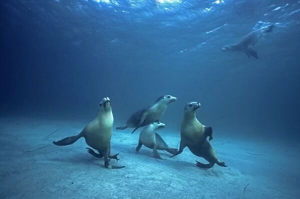Australian Sealions - Sealions in a playful mood, these delightful animals are seriously endangered due to drowning in fishermens nets South Australia