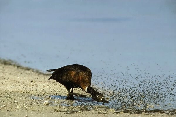 Australian Shelduck - Female chasing insects by saline lake - Rottnest Island, Western Australia JPF02636