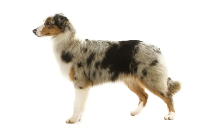 Framed Print : Australian Shepherd Dog Framed Print : Australian Shepherd Dog