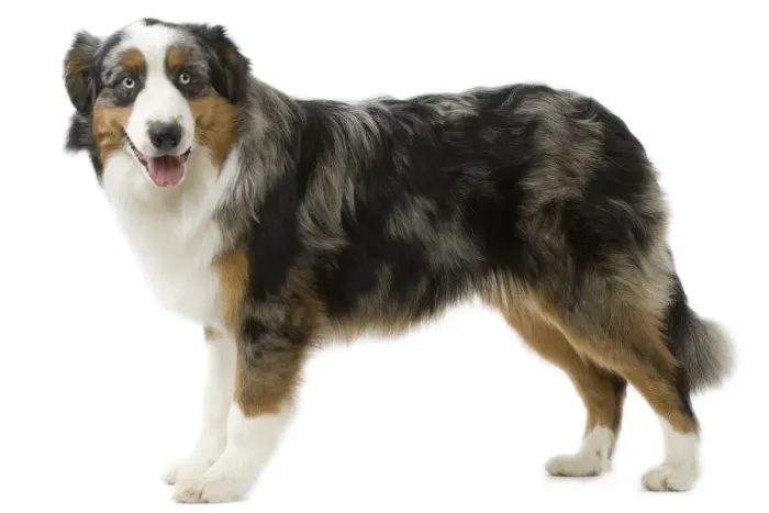Framed Print : Australian Shepherd Dog Framed Print : Australian Shepherd Dog