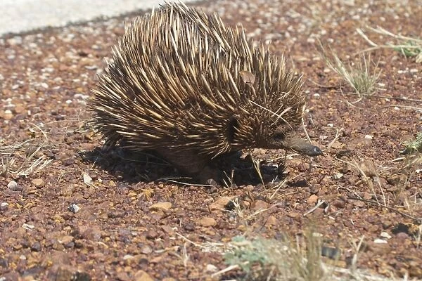 Australian Short-beaked Echidna - This animal was crossing the road a dangerous place where some are killed. Found throughout most of Australia where adults are solitary except during the winter breeding season