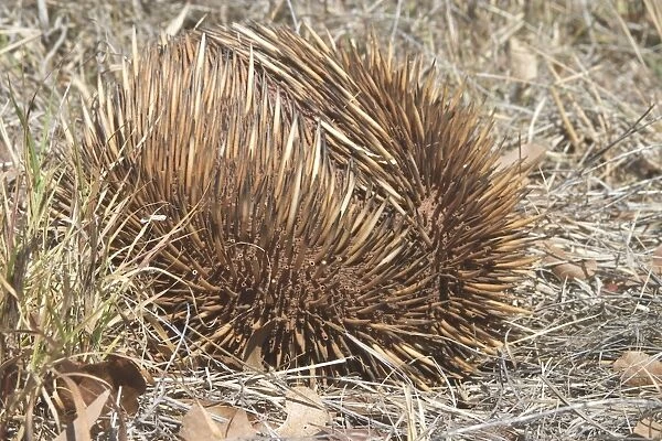Australian Short-beaked Echidna - Rolled into a protective ball. Found throughout most of Australia where adults are solitary except during the winter breeding season
