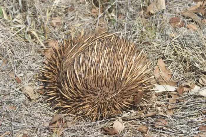 Framed Print : Australian Short-beaked Echidna - Rolled into a protective ball. Found throughout most of Australia where adults are solitary except during the winter breeding season Framed Print : Australian Short-beaked Echidna - Rolled into a protective ball. Found throughout most of Australia where adults are solitary except during the winter breeding season