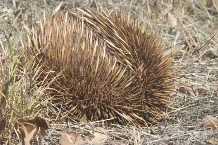 Framed Print : Australian Short-beaked Echidna - Rolled into a protective ball. Found throughout most of Australia where adults are solitary except during the winter breeding season Framed Print : Australian Short-beaked Echidna - Rolled into a protective ball. Found throughout most of Australia where adults are solitary except during the winter breeding season