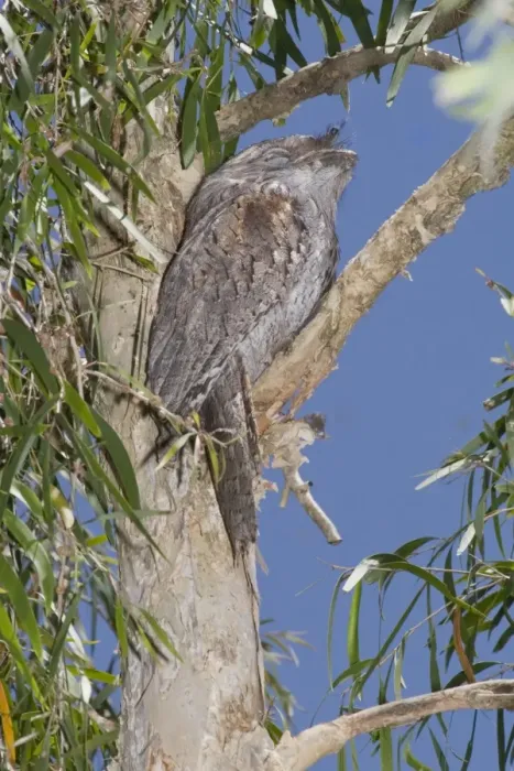 Framed Print : Australian Tawny Frogmouth - sleeping at daytime roost in a Cajuput Tree (Melaleuca leucadendron) - Brisbane - Australia 20091025Da_EL_003 Framed Print : Australian Tawny Frogmouth - sleeping at daytime roost in a Cajuput Tree (Melaleuca leucadendron) - Brisbane - Australia 20091025Da_EL_003
