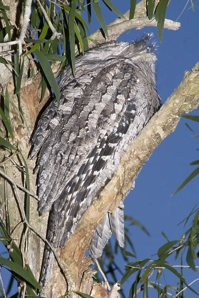 Australian Tawny Frogmouth  /  Tawny-shouldered Frogmouth - roosts during the daytime in a Cajuput Tree (Myrtaceae: Melaleuca leucadendron) in a suburban street. Its mate may be sitting on a nest nearby