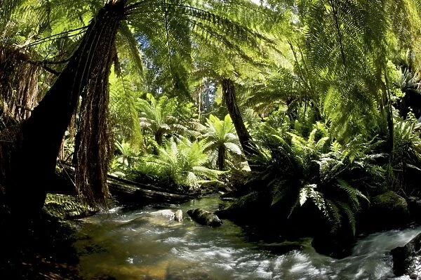 Australian Tree Ferns - dense tree ferns and stream in rainforest - Victoria - Australia