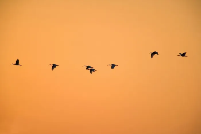 Framed Print : Australian White Ibis - flock of Australien White Ibis flying to their sleeping trees at sunset with only their silhouettes visible - Northern Territory, Australia Framed Print : Australian White Ibis - flock of Australien White Ibis flying to their sleeping trees at sunset with only their silhouettes visible - Northern Territory, Australia