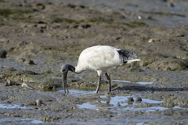 Australian White Ibis probing in marine mud Largely a bird of eastern Australia with smaller numbers in the far north and southwest. Common in marine and freshwater wetlands as well as urban areas and even rubbush dumps