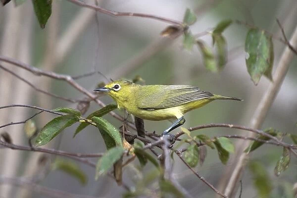 Australian Yellow White-eye - Largely a mangrove species found only along the northern coasts of Australia. Also inhabits adjoining vegetation. Broome Bird Observatory, Western Australia