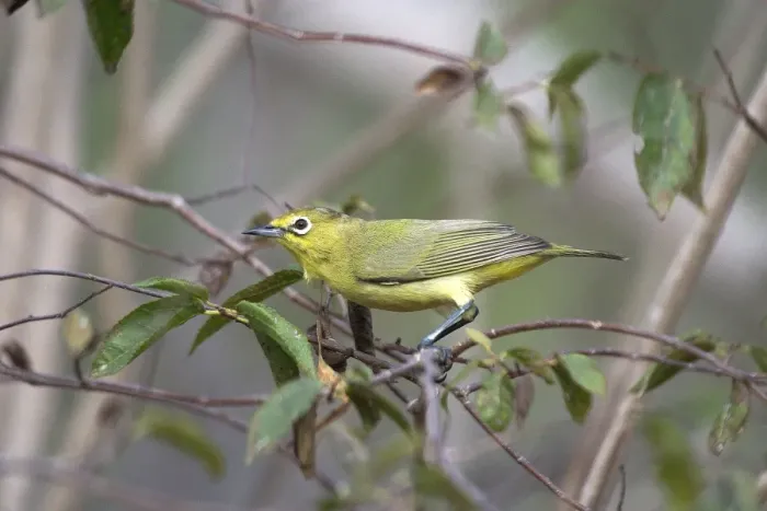 Framed Print : Australian Yellow White-eye - Largely a mangrove species found only along the northern coasts of Australia. Also inhabits adjoining vegetation. Broome Bird Observatory, Western Australia Framed Print : Australian Yellow White-eye - Largely a mangrove species found only along the northern coasts of Australia. Also inhabits adjoining vegetation. Broome Bird Observatory, Western Australia