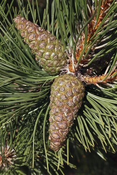 Austrian Pine - detailed study of cones and needles - Island of Texel - Holland