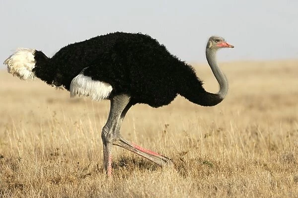 Autruche. WAT-9258. Ostrich.. Nakuru - Kenya - Africa