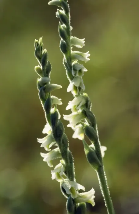 Framed Print : Autum Ladies Tresses Orchid Framed Print : Autum Ladies Tresses Orchid