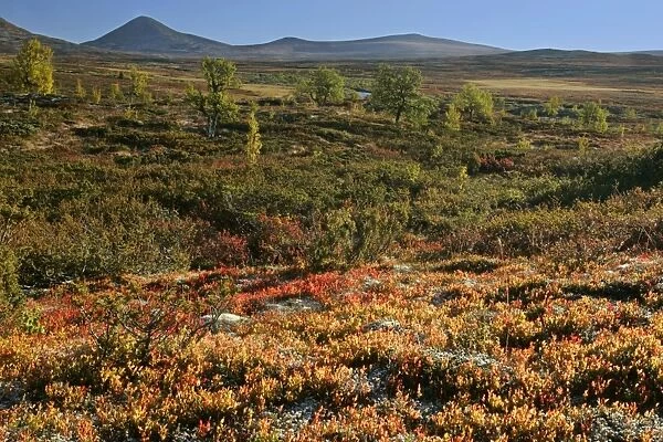 Autum tundra colourful mountain plateau with birch trees and Muen mountain in background Venabygdfjaell, Hedmark, Norway