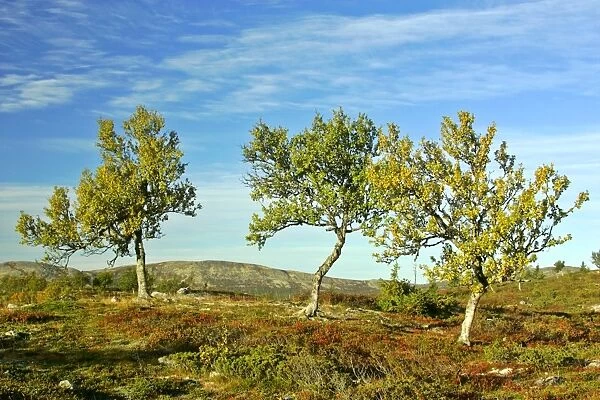 Autum tundra colourful mountain plateau with crippled mountain birch trees Venabygdfjaell, Hedmark, Norway