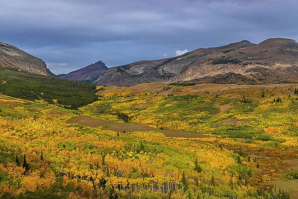 Autumn Aspen groves with Red Mountain in Glacier National Park, Montana, USA Date: 23-09-2021