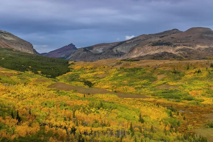 Framed Print : Autumn Aspen groves with Red Mountain in Glacier National Park, Montana, USA Date: 23-09-2021 Framed Print : Autumn Aspen groves with Red Mountain in Glacier National Park, Montana, USA Date: 23-09-2021