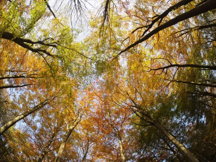 Framed Print : Autumn Beech Forest - fisheye view Fagus Sylvatica Thordon Park Essex, UK LA009557 Framed Print : Autumn Beech Forest - fisheye view Fagus Sylvatica Thordon Park Essex, UK LA009557