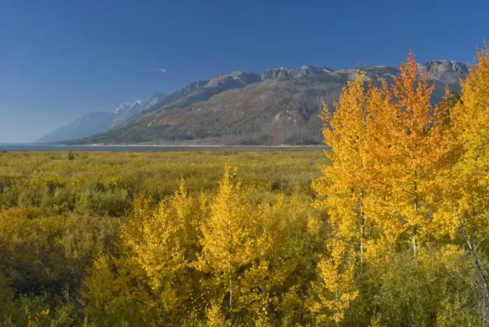Framed Print : Autumn colour on aspens - Grand Teton NP, USA Framed Print : Autumn colour on aspens - Grand Teton NP, USA