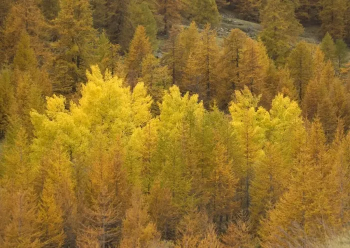 Framed Print : Autumn colour: black poplars surrounded by common larches, in Maritime Alps valley Framed Print : Autumn colour: black poplars surrounded by common larches, in Maritime Alps valley