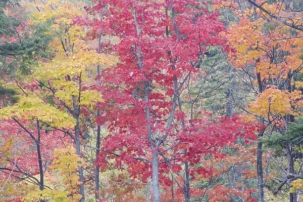 Autumn Colour - Maple Woodlands Upper Penninsular Michigan, USA LA004616