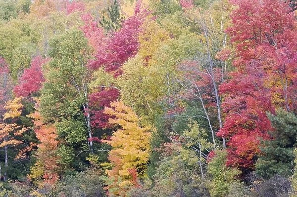 Autumn Colour - Maple Woodlands Upper Penninsular Michigan, USA LA004707